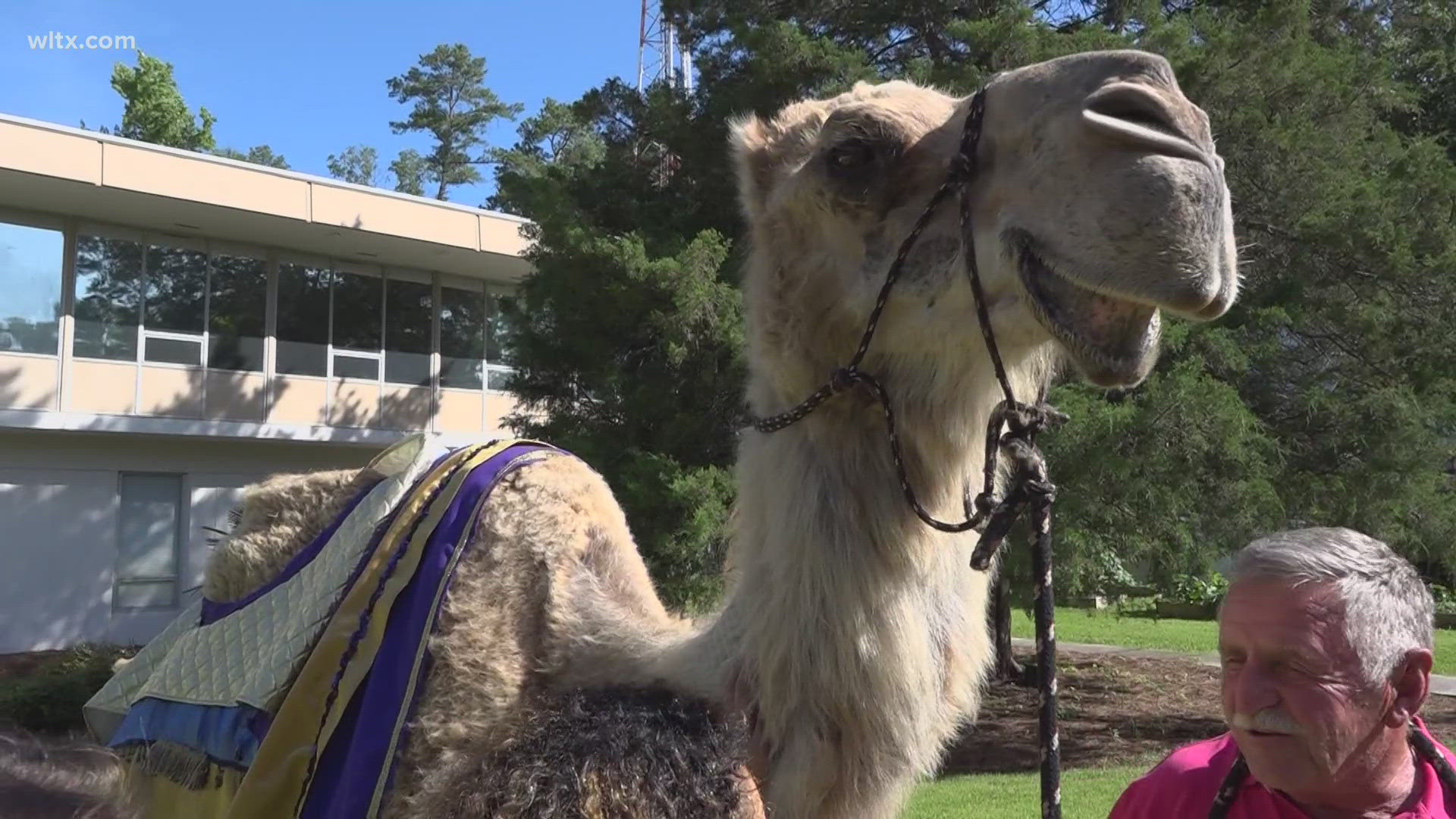 In honor of National Camel Day, News19 invited local Lexington County celebrity Abraham the Camel to celebrate and show us his favorite treat