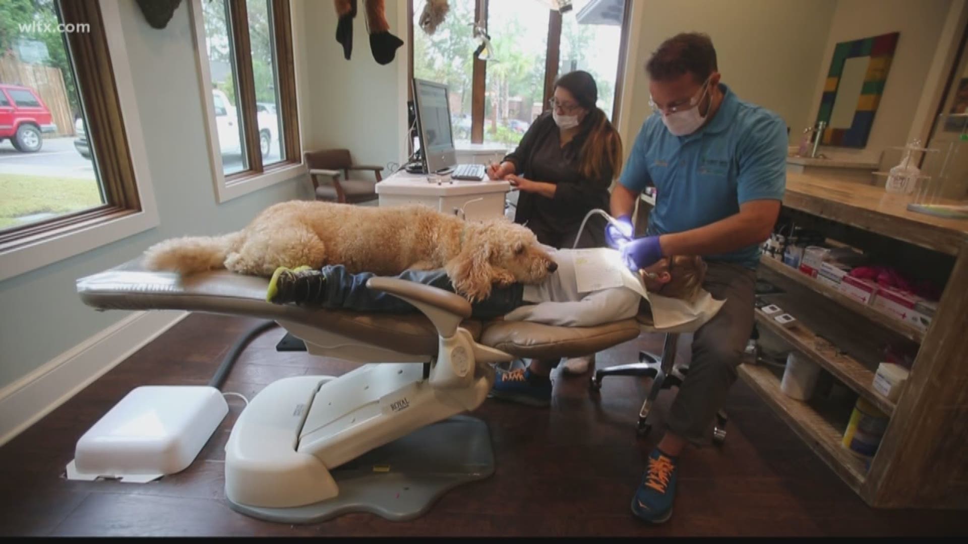Many Americans do not look forward to going to the dentist--but this new staff member could help