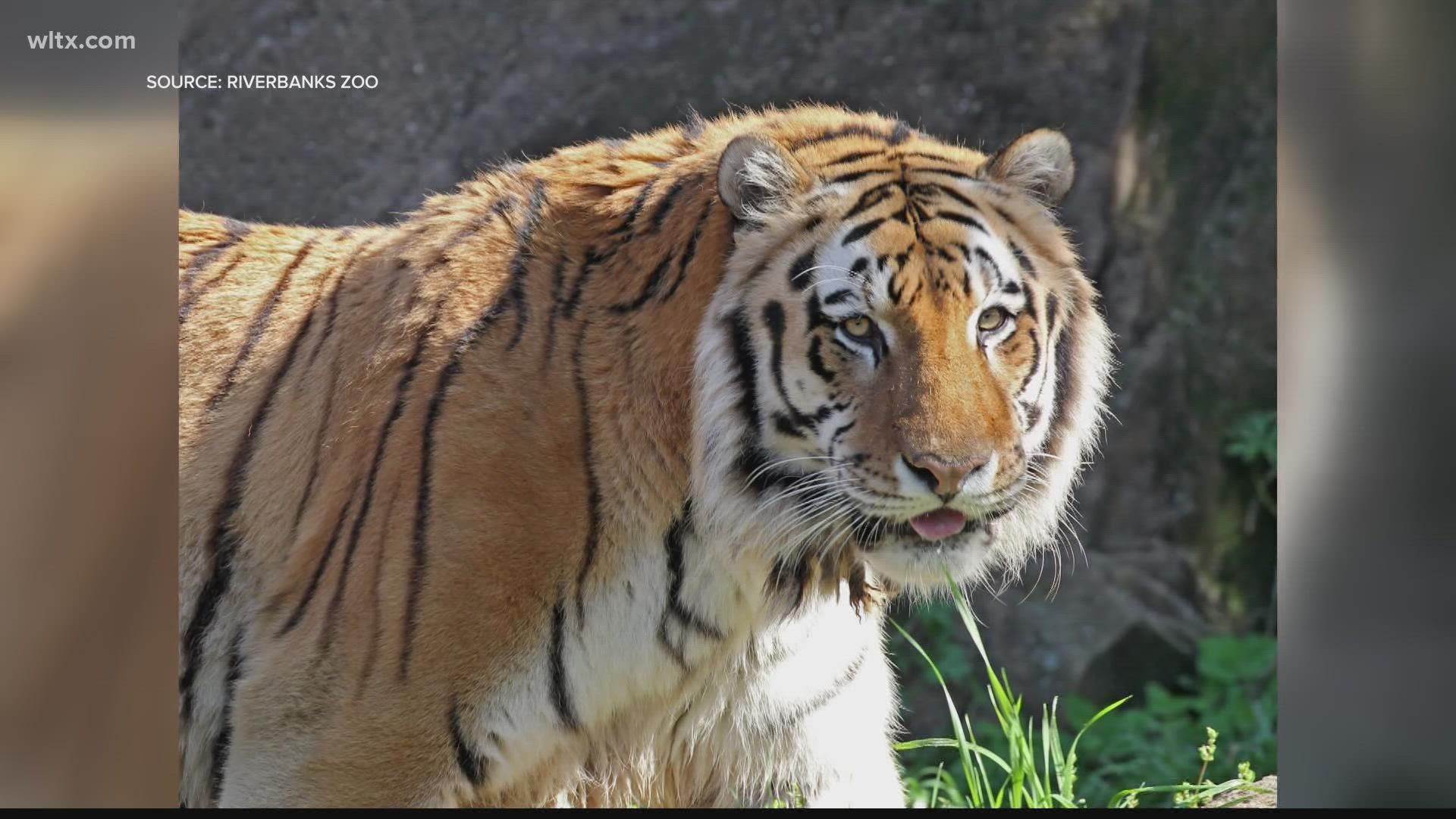 Vitale was having issues walking so the Zoo euthanized him on Monday.  He was 14.5 years old.