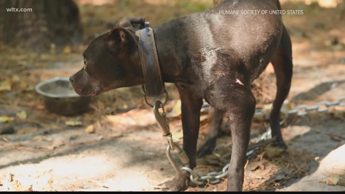Over 300 dogs rescued in raids of South Carolina dogfighting kennels, feds say