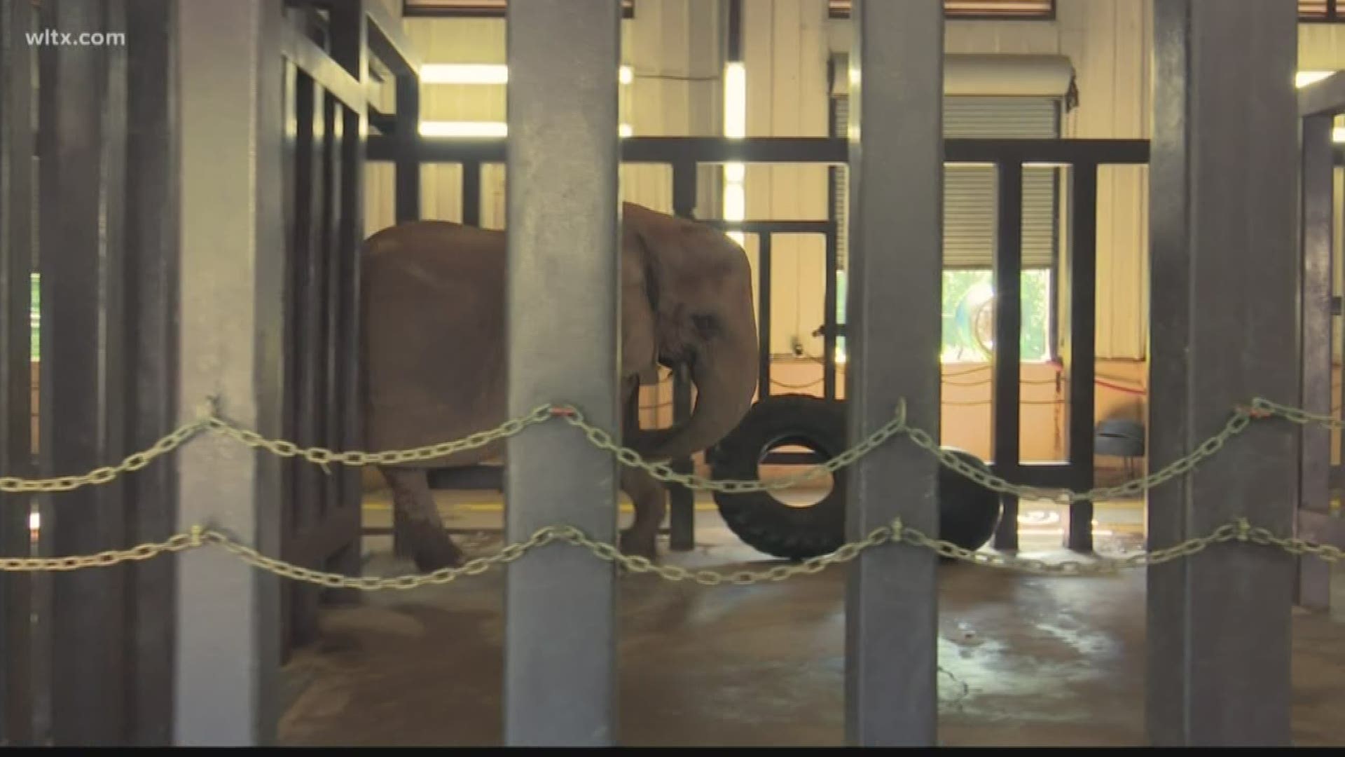 Monday, August 12, 2019 is World Elephant Day.  It is also the last time the day will be celebrated with the elephants at Riverbanks Zoo.  News19's Brandon Taylor has more on the process to move the zoo's beloved elephants.