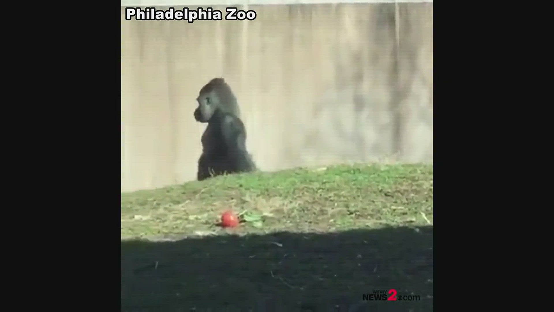 Weighing in at 470 pounds and standing nearly 6' tall, this 18-year-old gorilla prefers to stand on his own two legs.
