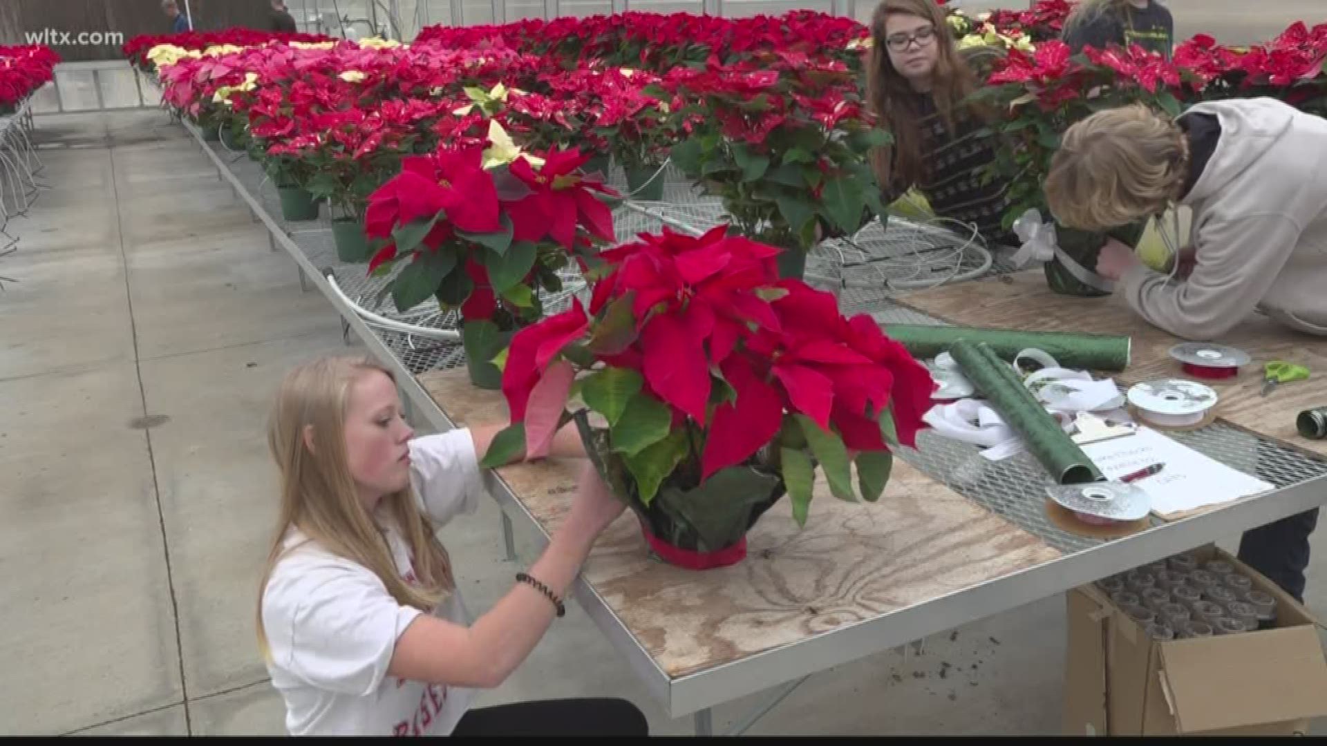 People can come by the greenhouse through Friday from 9-5 to get a poinsettia