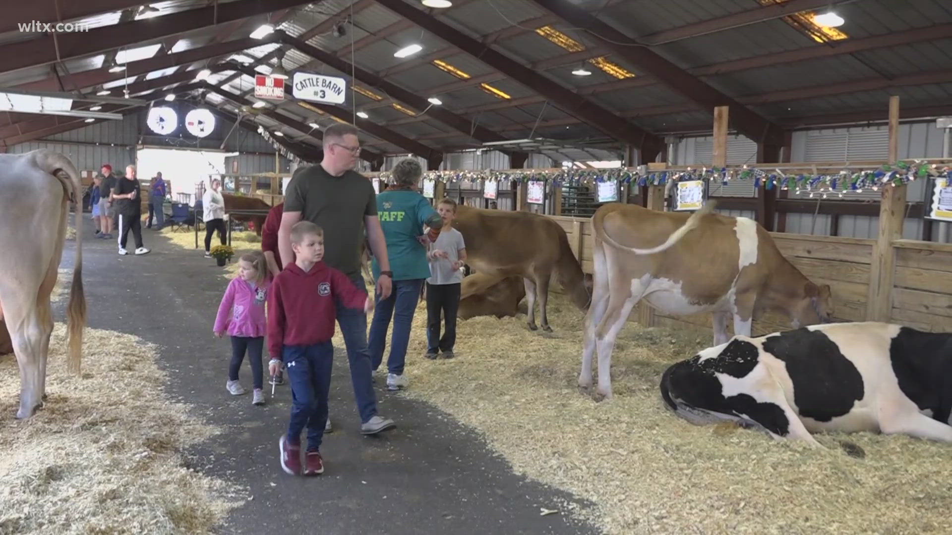 Dairy cows at the South Carolina State Fair get ready to show and what goes on in the ring.