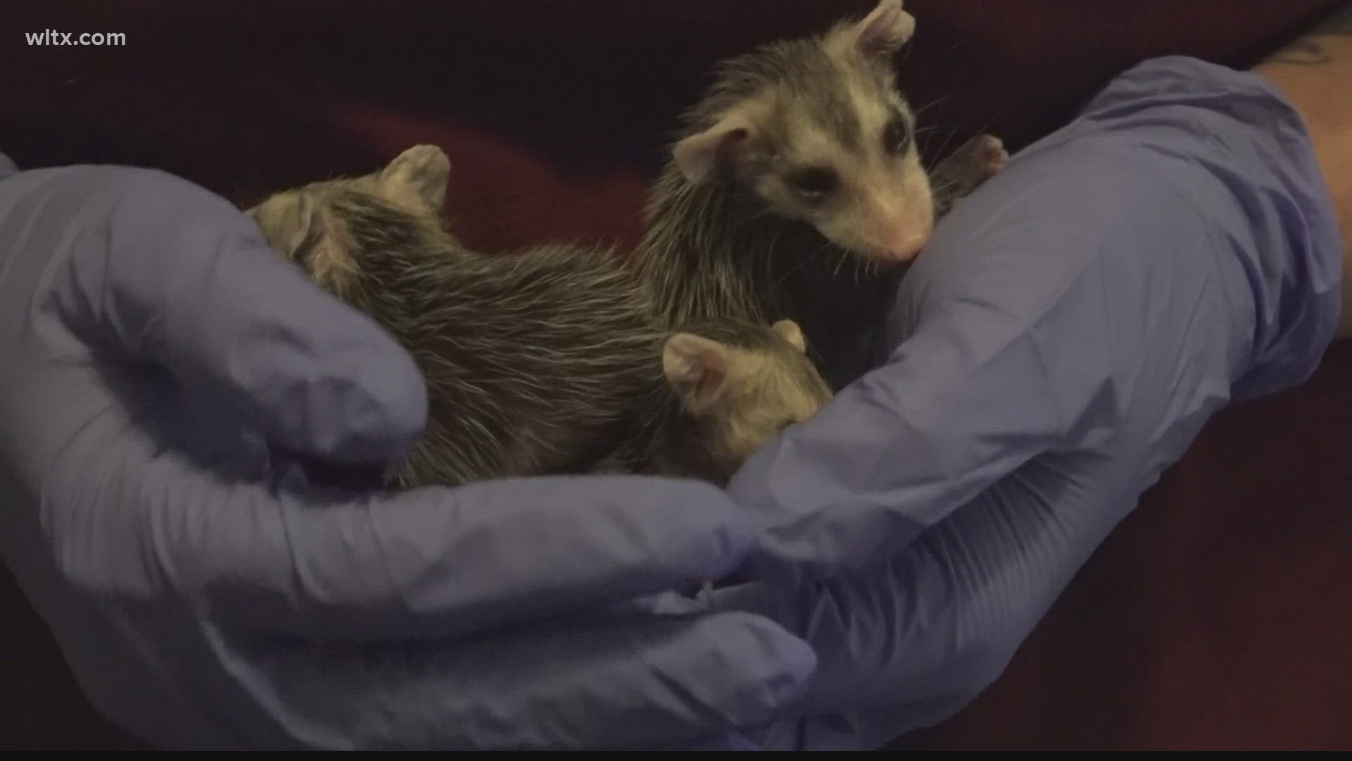 Teens charged after torturing, killing possum.