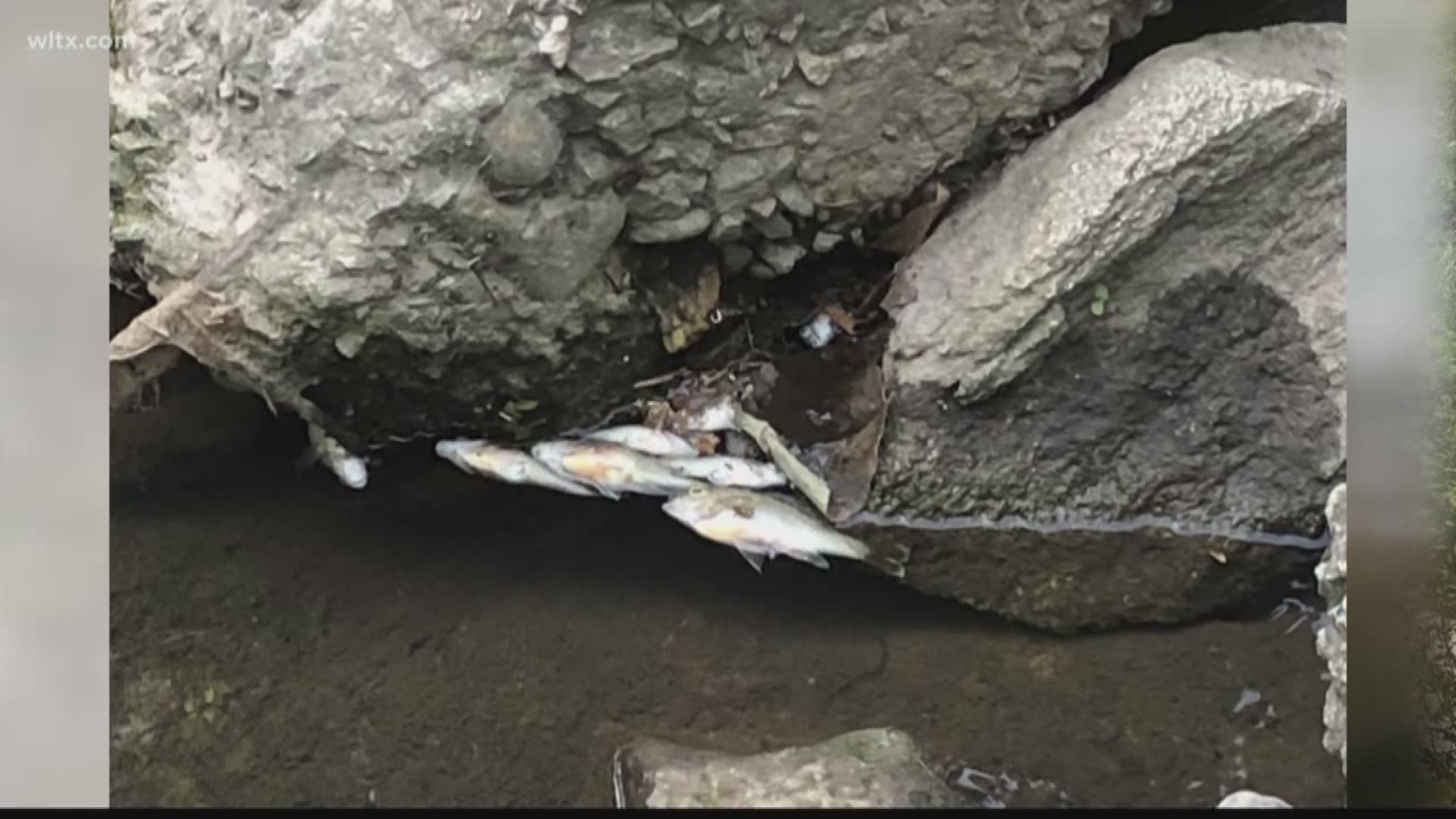 An incident occurred near Olympia Park that killed hundreds of fish