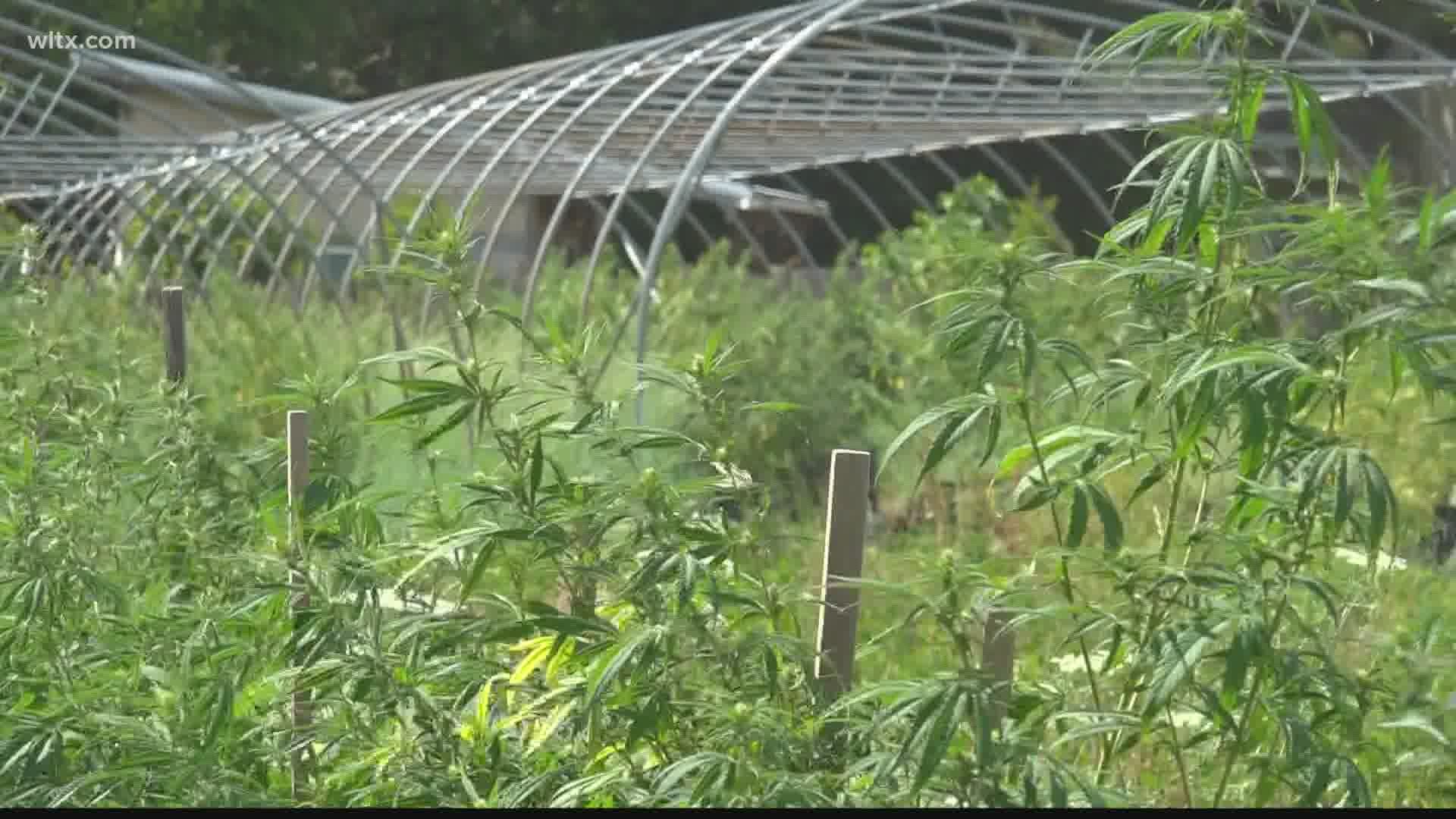 South Carolina farmers interested in growing hemp in 2021 can apply for a permit from Jan. 1 through Feb. 28, 2021.