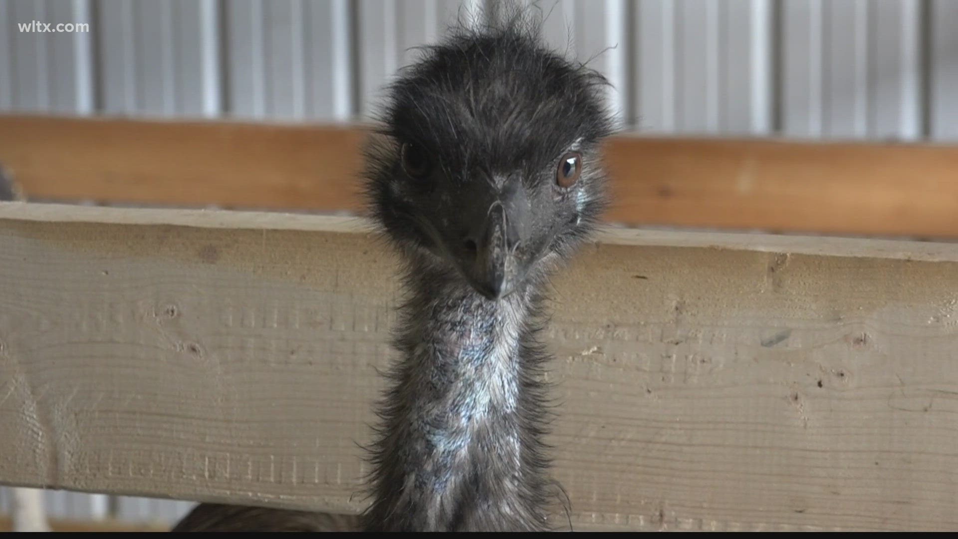 After five days of searching and knocking on neighbors' doors, Barbara Kennedy found her lost emu.