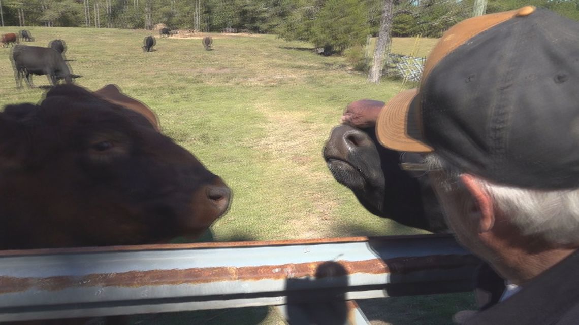 South Carolina cattle farmers concerned over proposed beef imports from Argentina