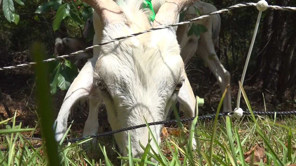 Committee brainstorming ideas to establish permit for goatscaping - Vimarsana News