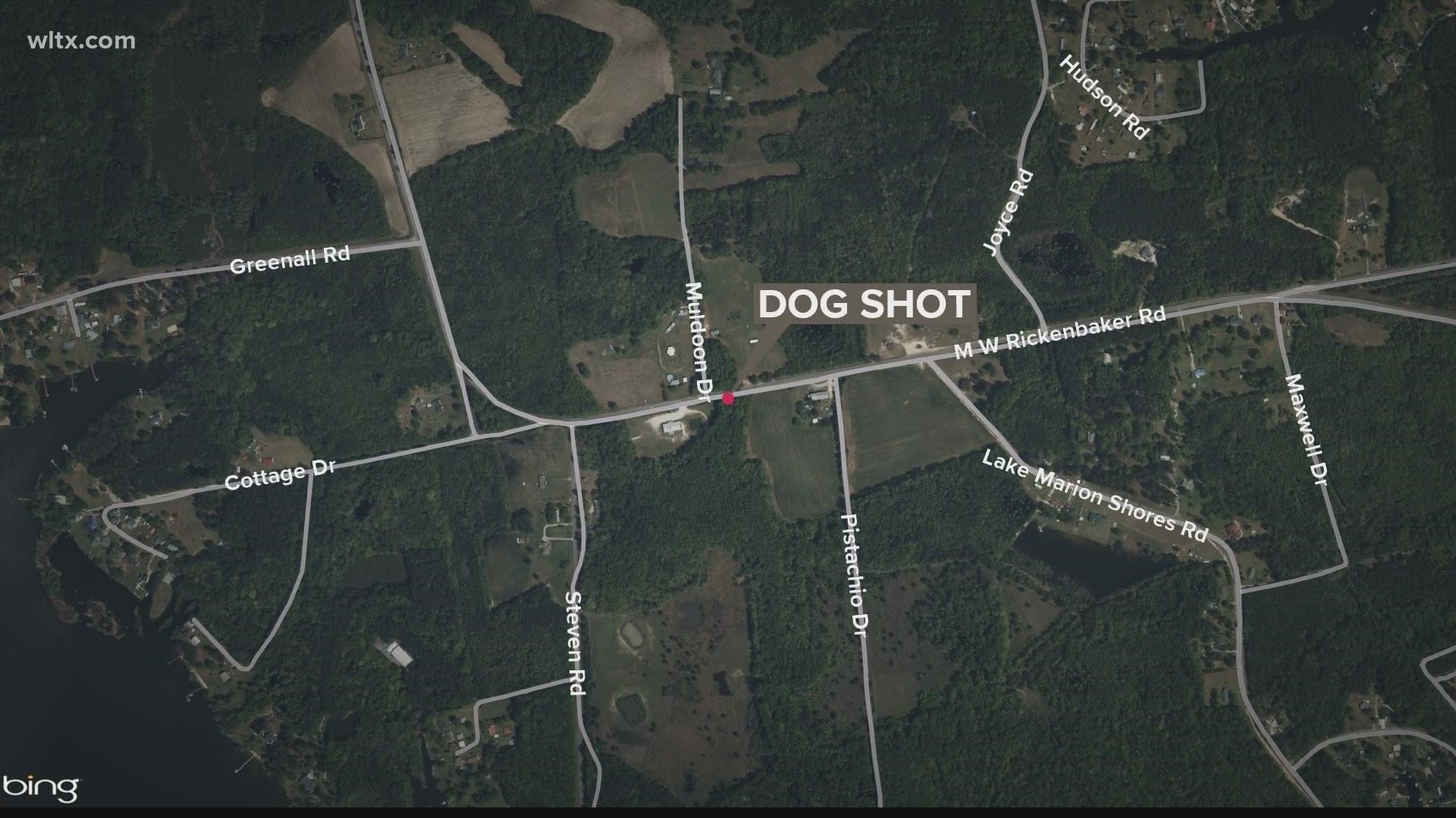 Witnesses told deputies the man shot the dog in a restaurant parking lot and got rid of the dog's body.