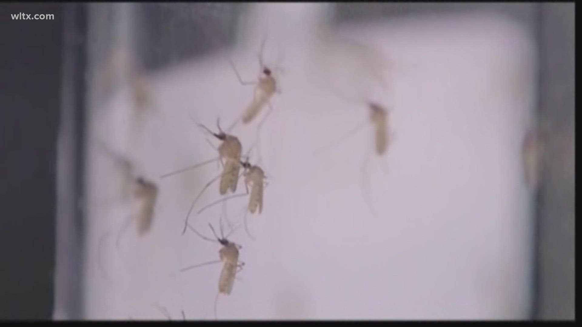South Carolina reports first human Eastern Equine Encephalitis death in ...