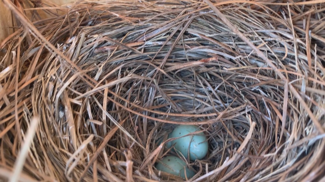 Calhoun County students saving the blue birds with bird boxes - Vimarsana News