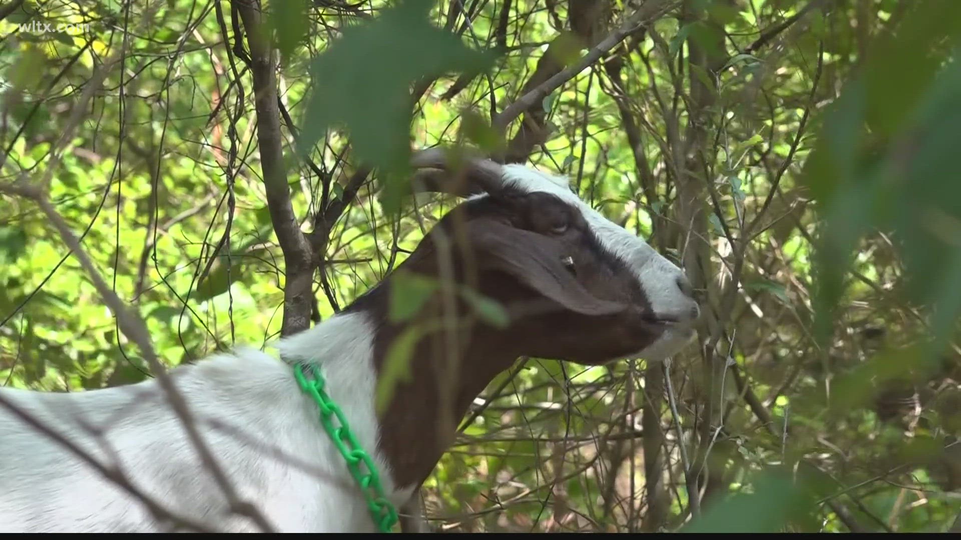 Some companies use goats to help maintain vegetation at city council "goatscaping" in the Capital City.