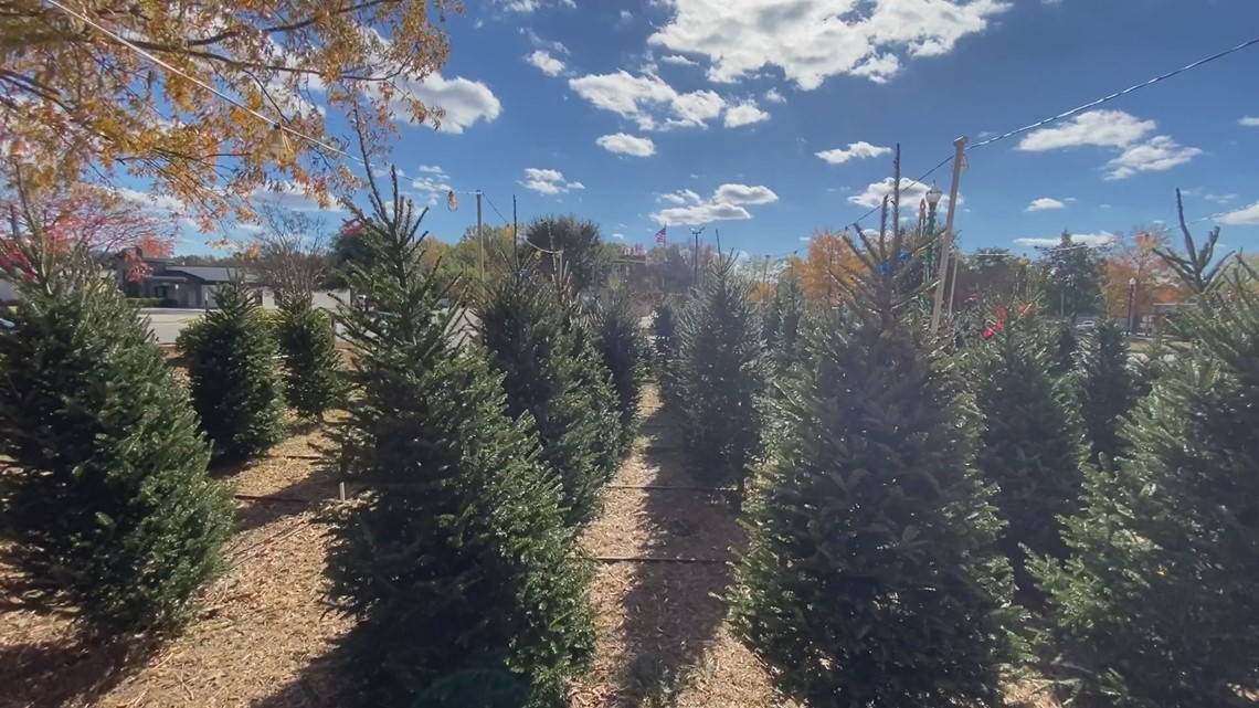 Tougher finding Christmas trees this year and they cost a bit more