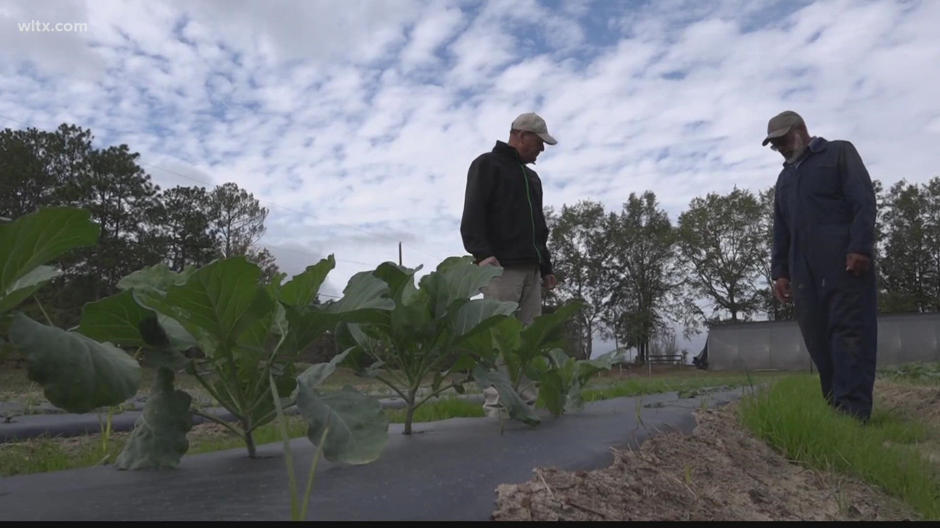 For three years a group of Lexington residents have focused on giving back to their community through a community garden.