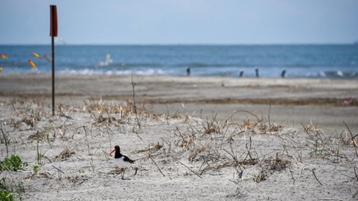 Nesting season has begun at SC beaches, islands for coastal birds - Vimarsana News