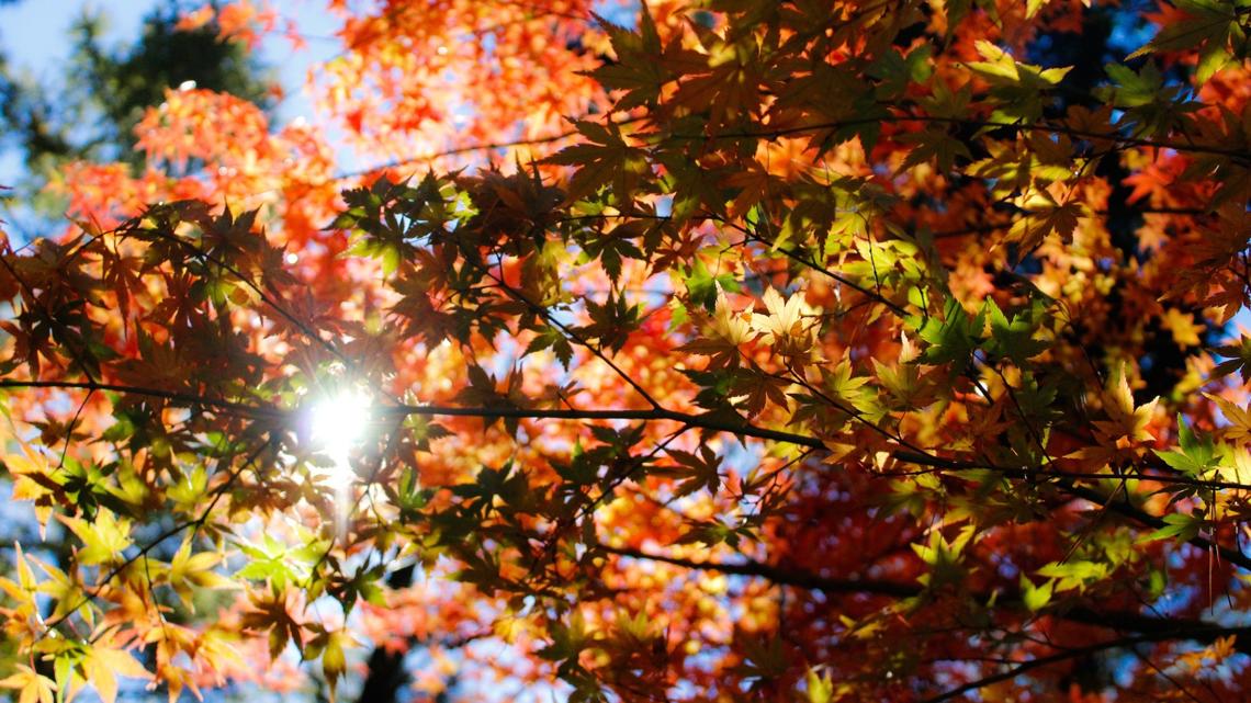 When To Expect Peak Fall Foliage This Year In South Carolina 