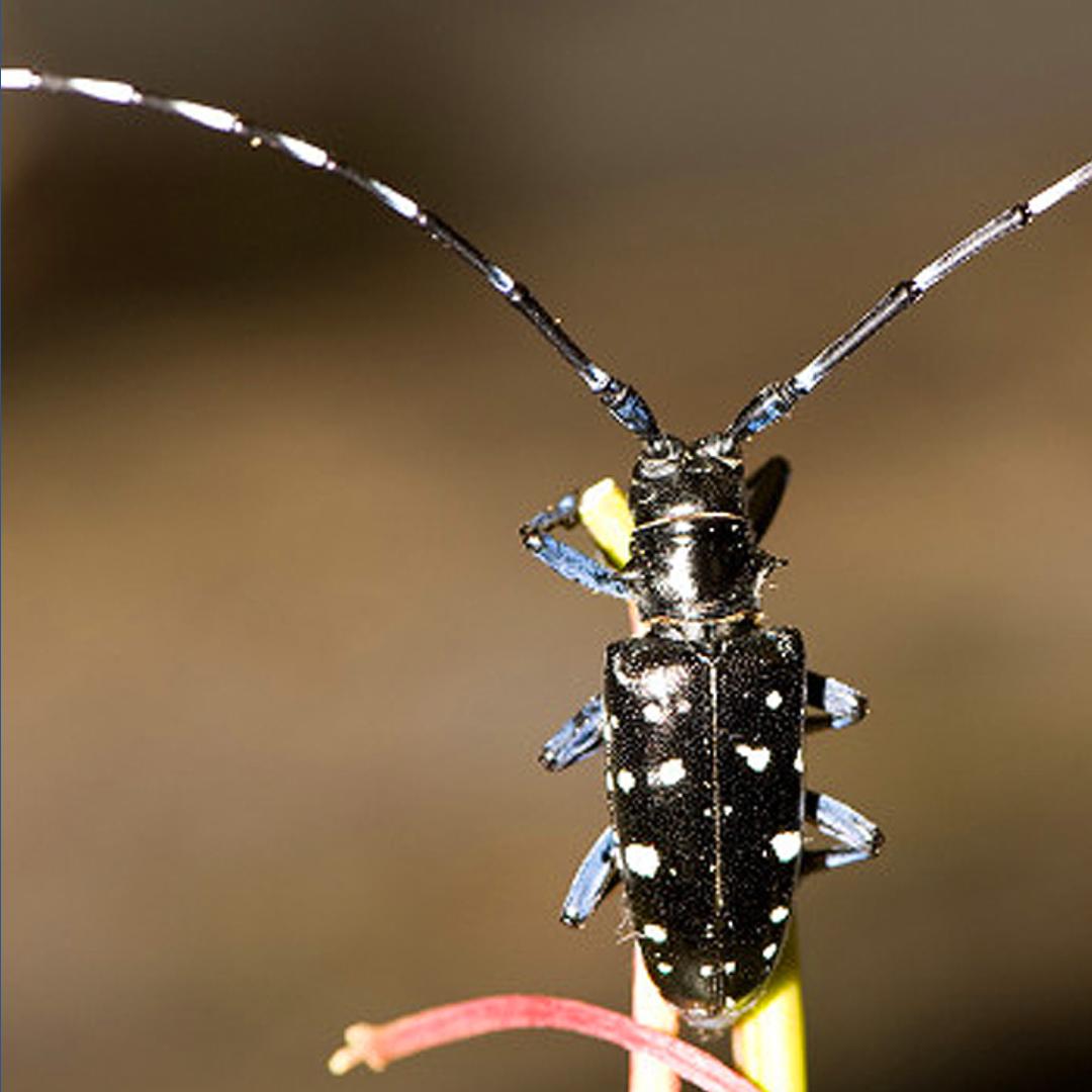 USDA needs South Carolina's help looking for Asian longhorned beetle ...
