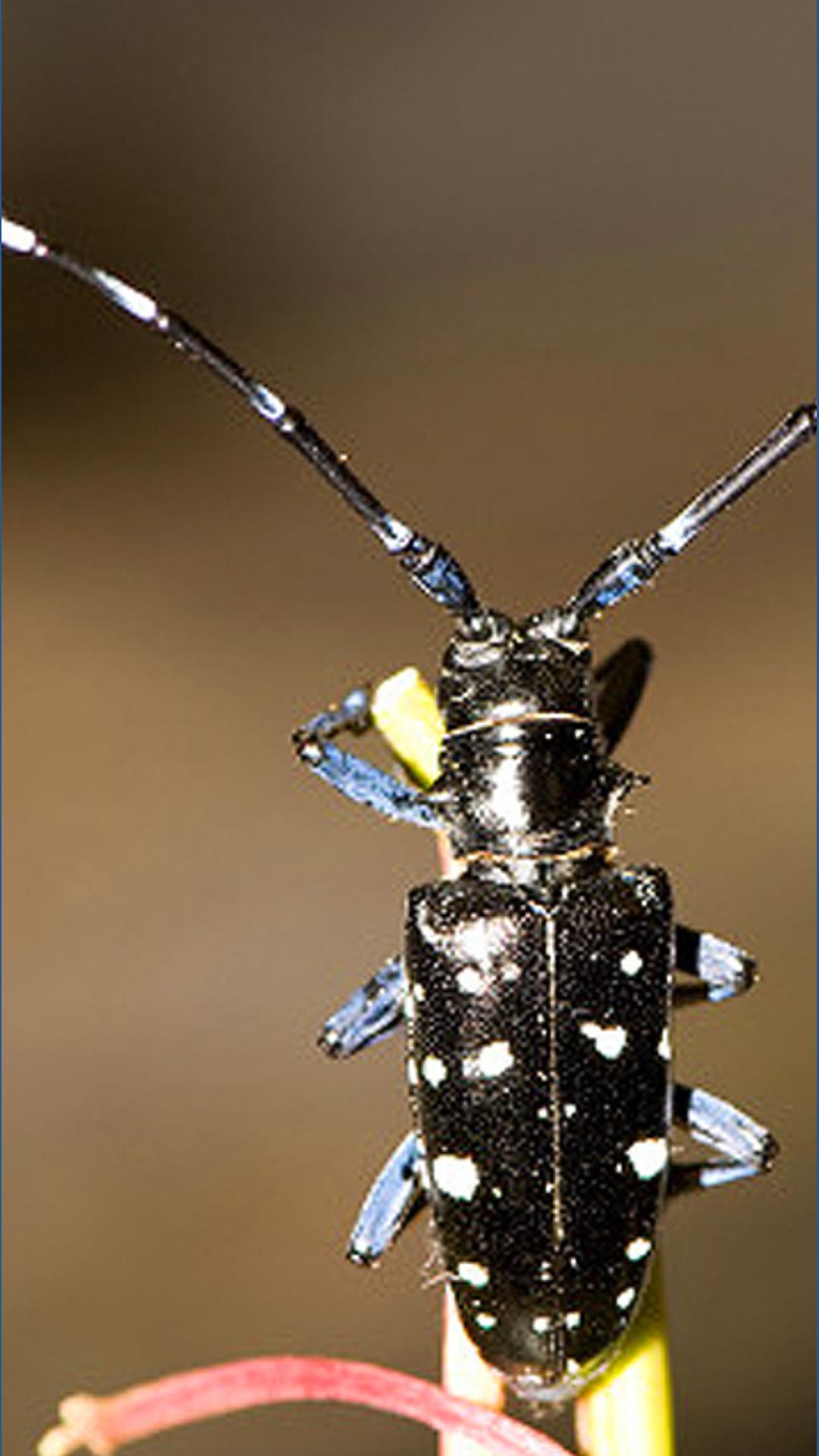 USDA needs South Carolina's help looking for Asian longhorned beetle ...