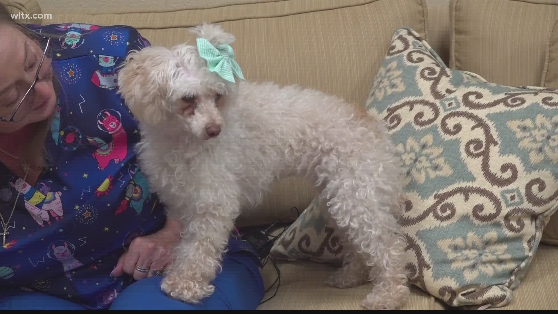 A local veterinarian talks about how to keep your pets healthy.