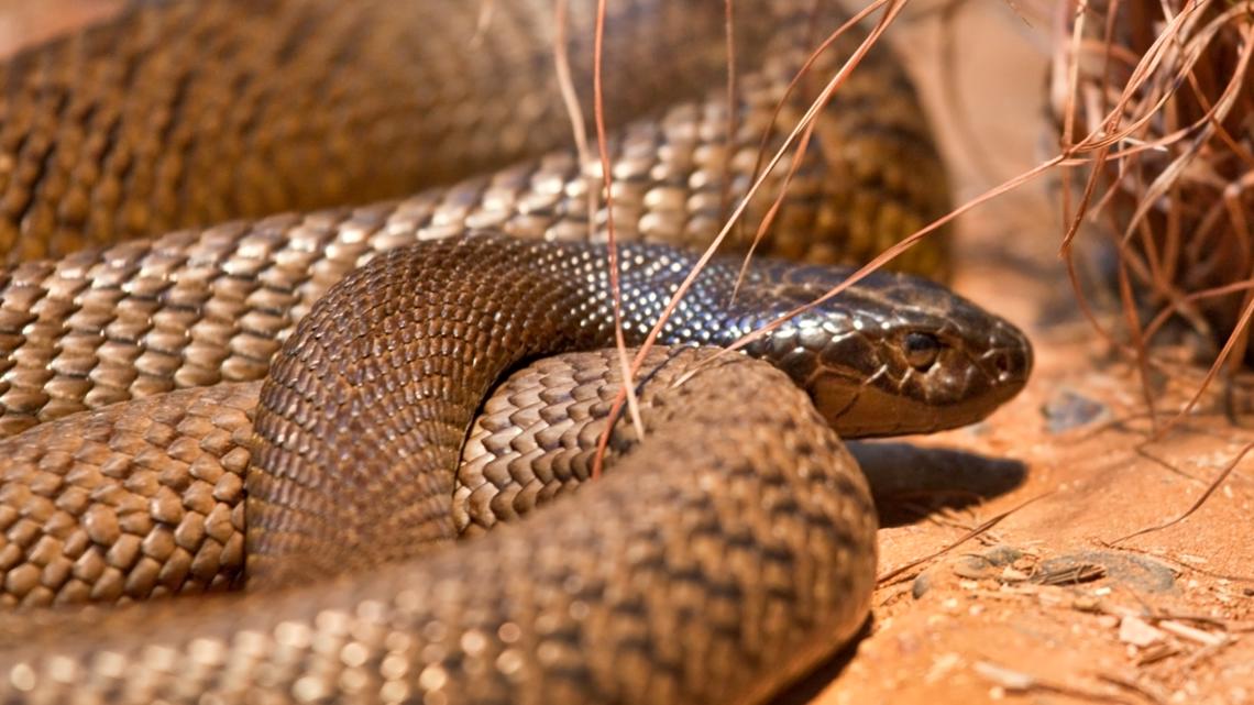 South Carolina man reports snake bite, rescue team finds 14 poisonous snakes in his house