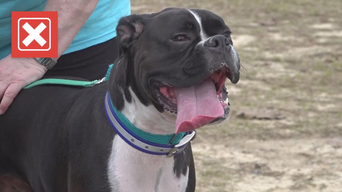 Bug spray with DEET is not safe for dogs