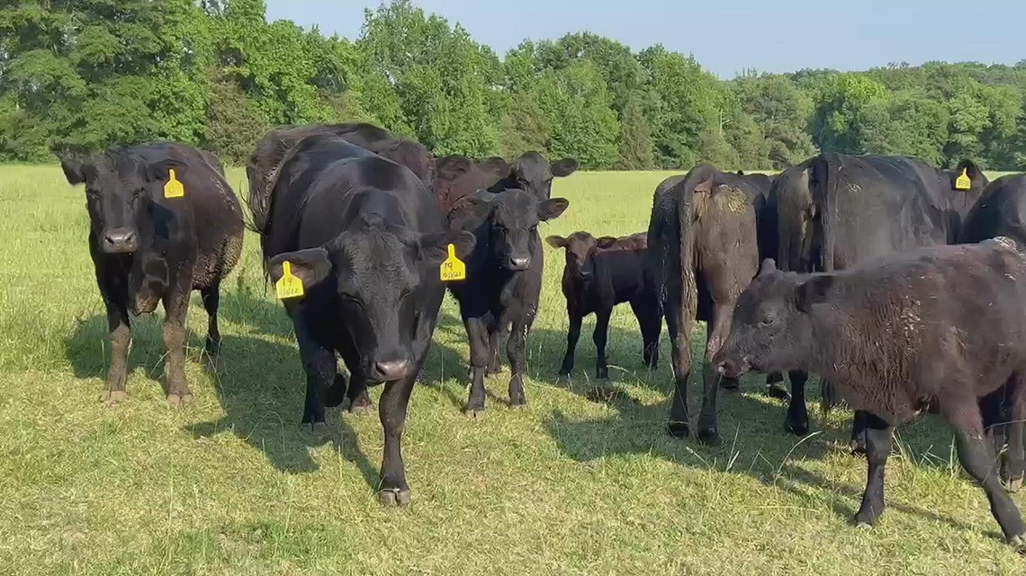 South Carolina cattle farmers form cooperative to increase meat processing capacity