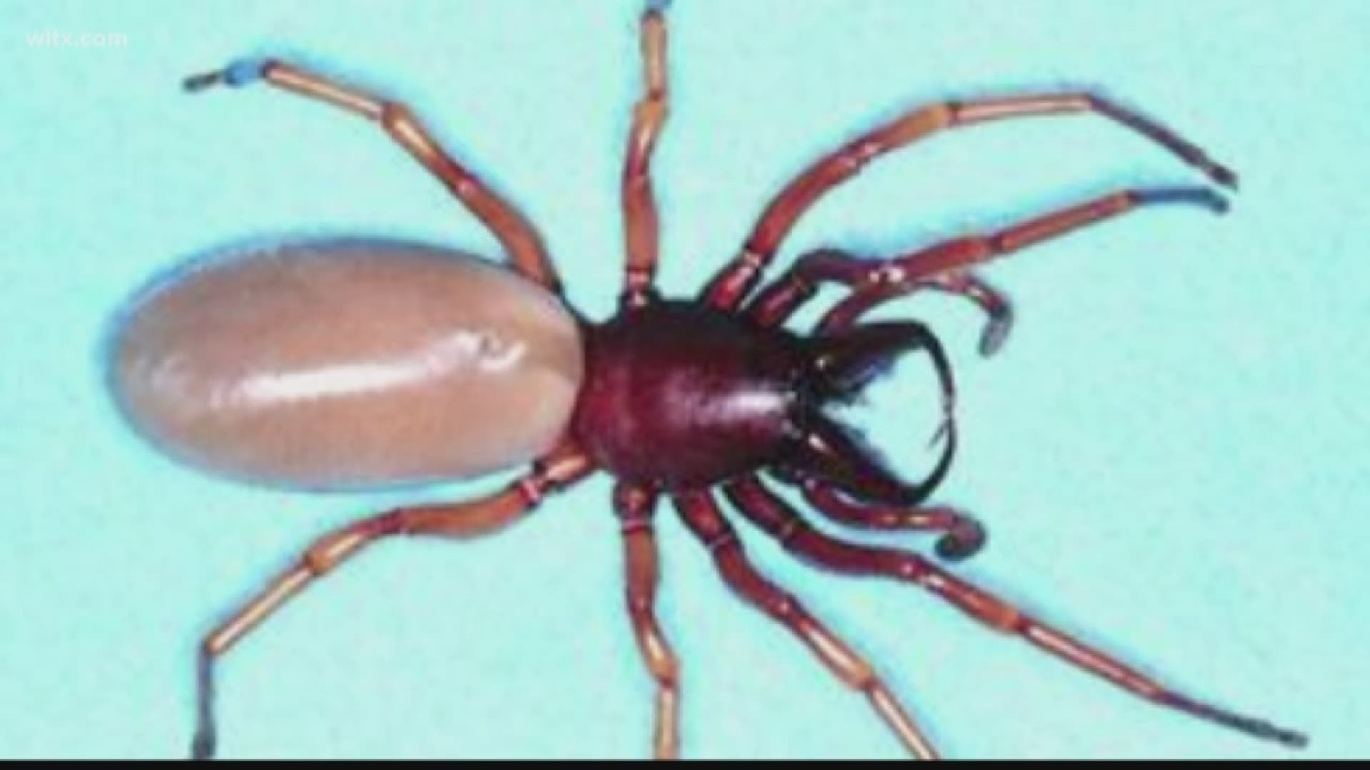 Is there a new deadly spider in South Carolina?   A Facebook post is suggesting that there is but its a hoax.   The picture you see is the woodlouse spider. 