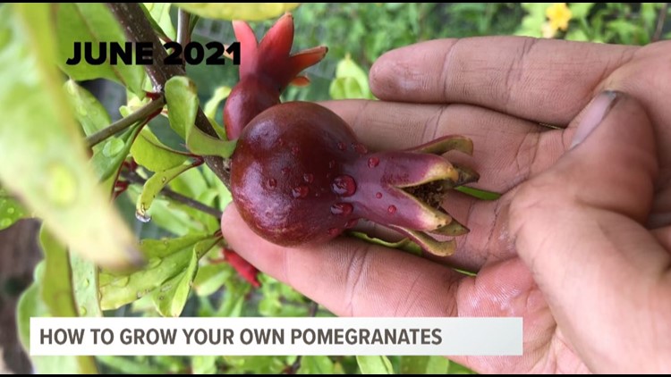 Pomegranates can grow in South Carolina