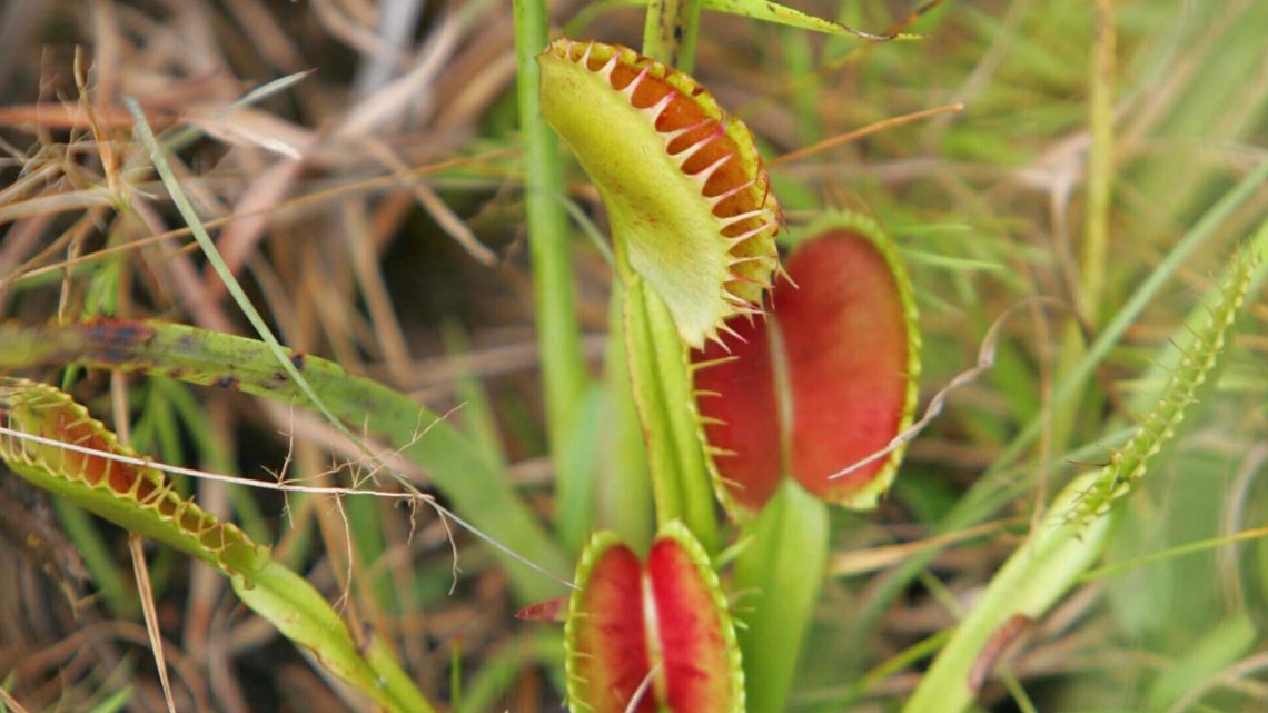 Venus fly trap could be SC's official carnivorous plant