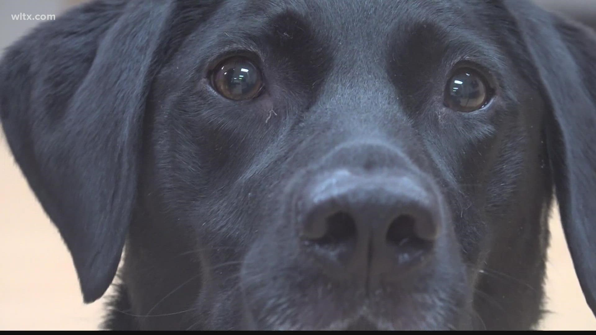 Poppy, a Black Lab, recently placed 2nd and 3rd  at the US Police Canine Association National Trials.