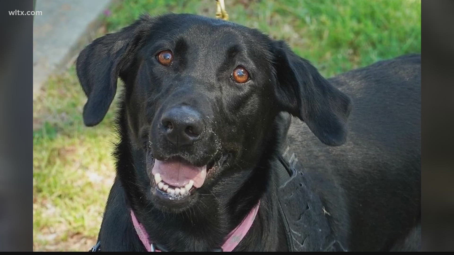 The female black Labrador retriever is trained to sniff out guns and explosives.