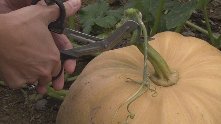 Where to find locally grown pumpkins in Lexington County
