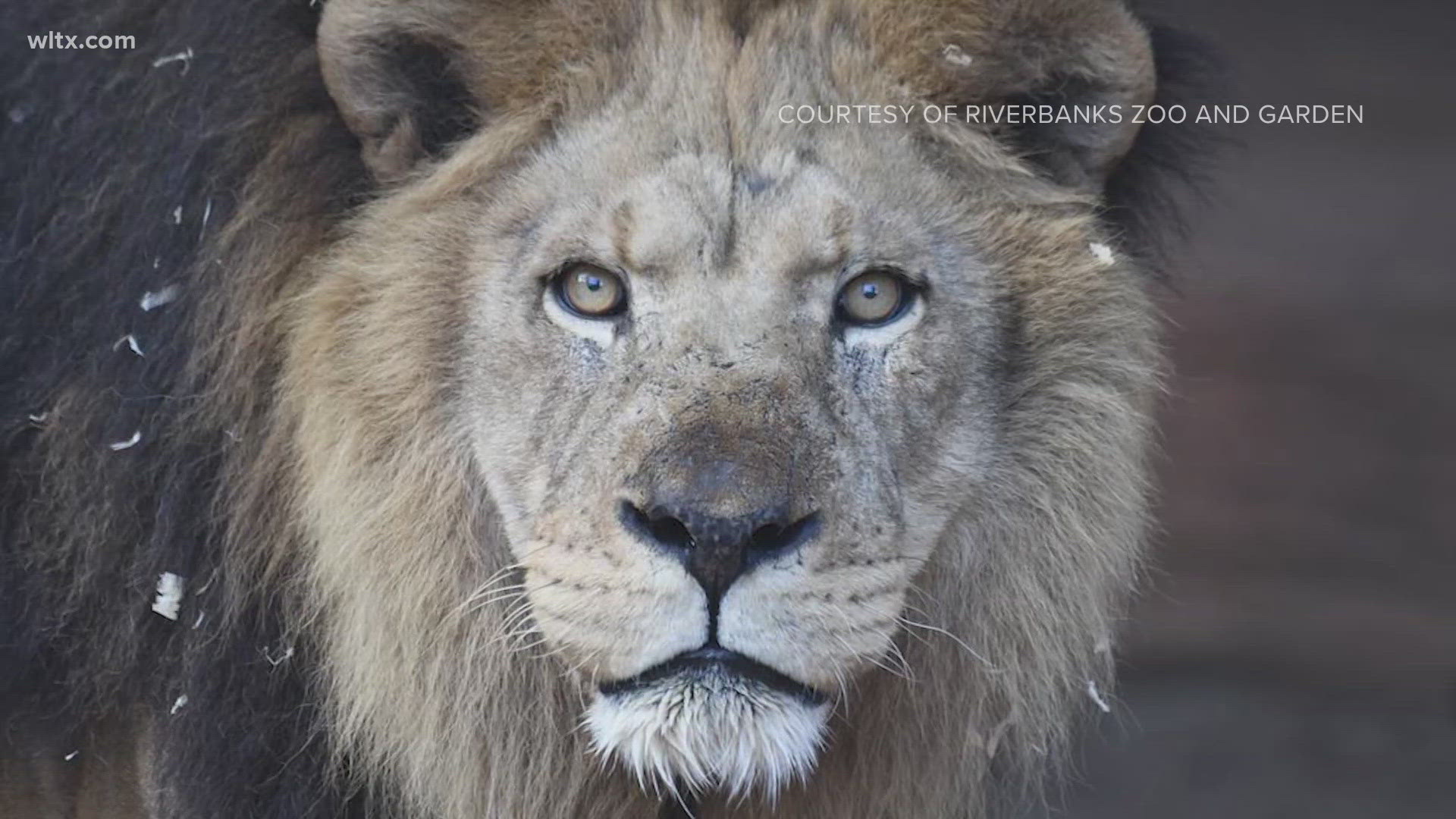 Zuri the lion was over 20 years old and Riverbanks Zoo is talking about what's next and how the lionesses are doing.  Zuri was the oldest lion in captivity in theUS.