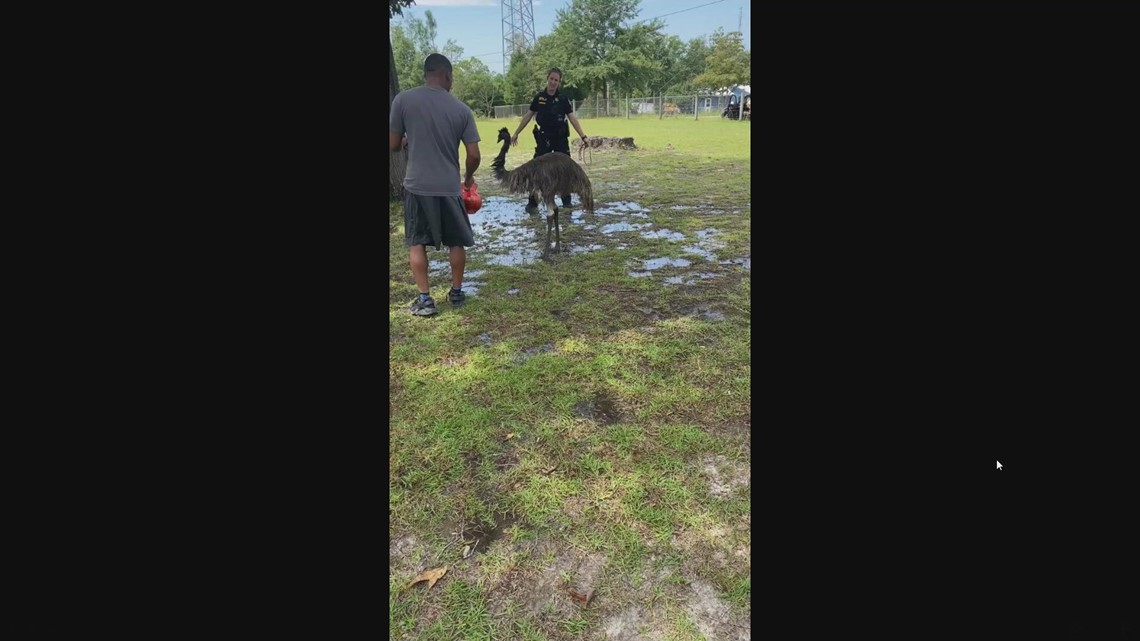 Emu Captured In Lower Richland Wltx