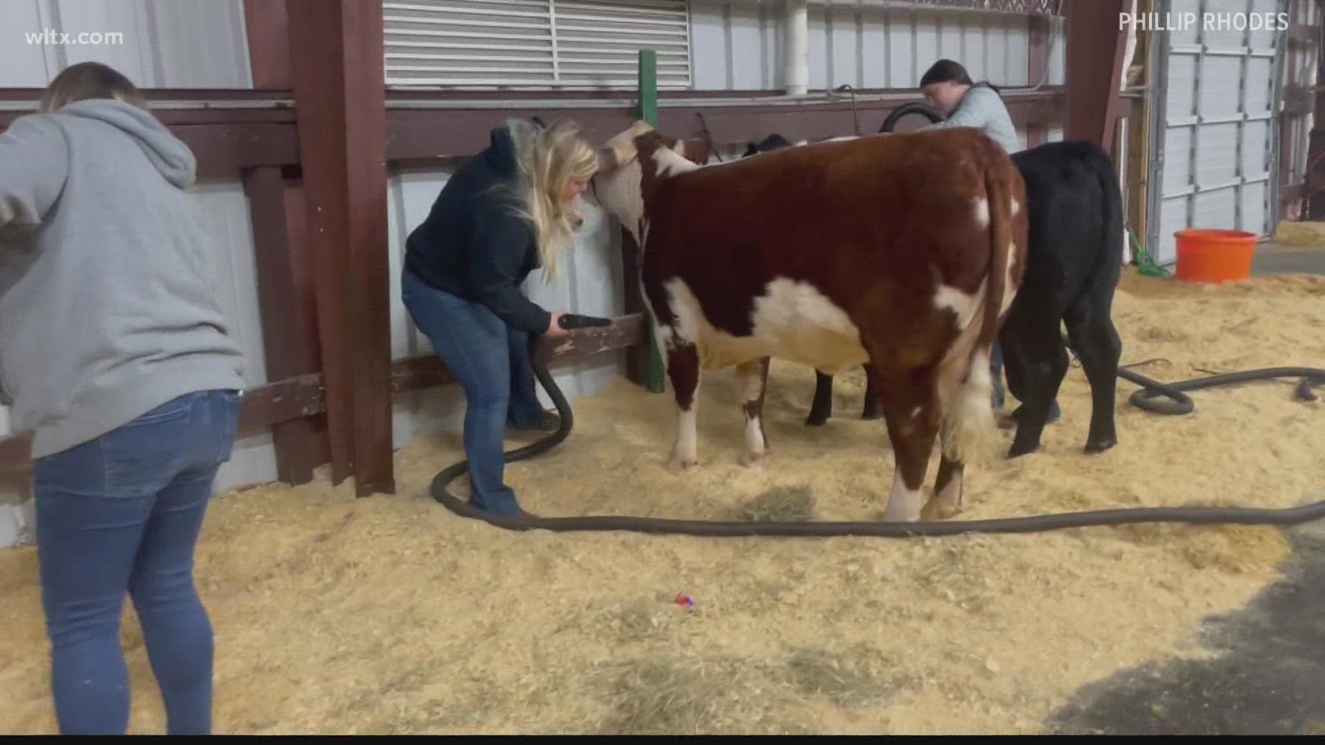 First day of beef cattle shows at the State Fair
