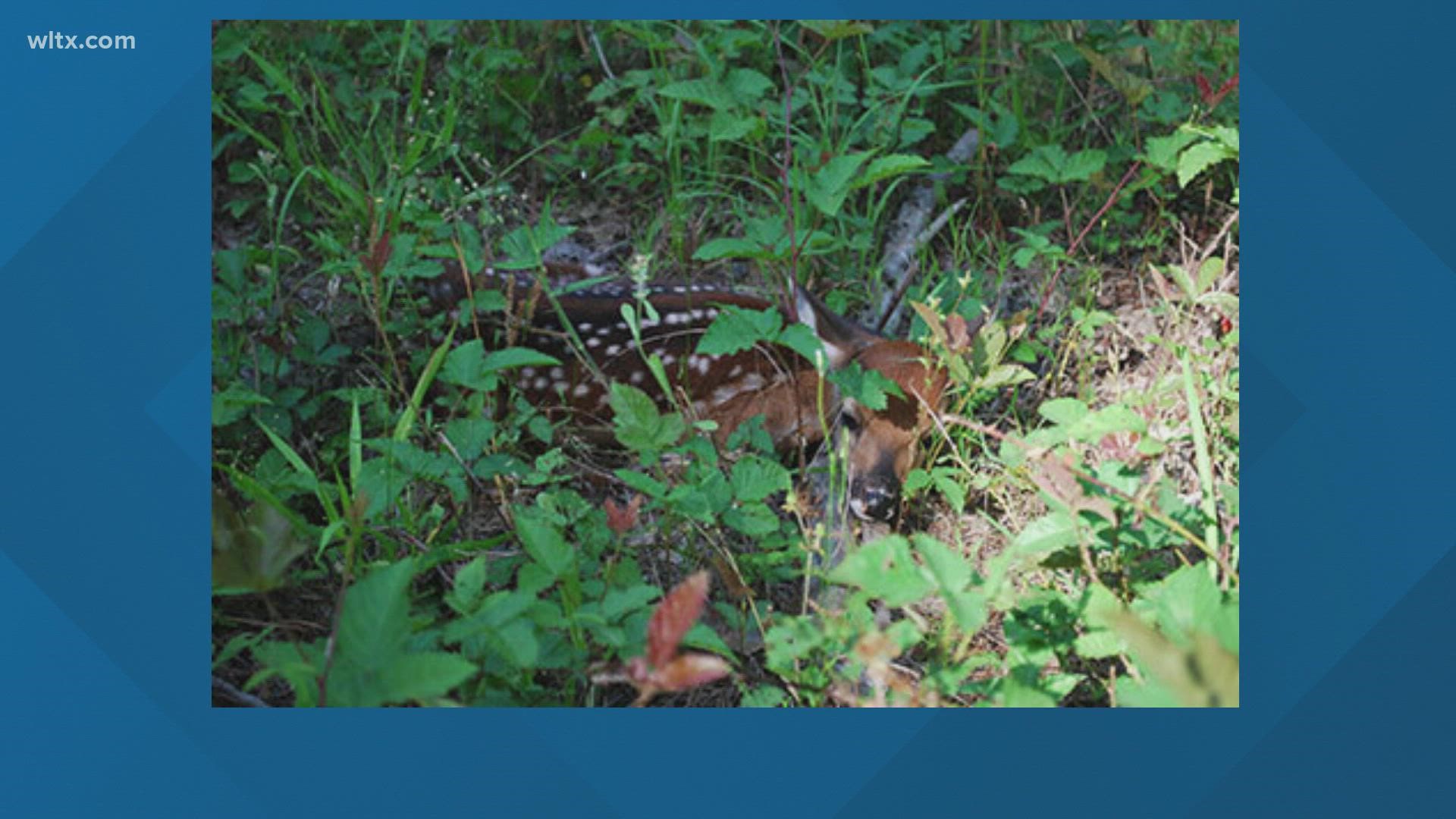 If you find a deer alone in the woods, leave it there. SCDNR says its mother has not abandoned it; she is probably nearby.