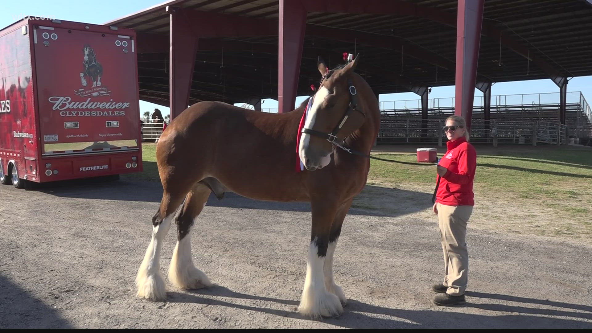 The Budweiser Clydesdales are in town to deliver some beer on Main Street in Lexington Thursday morning.