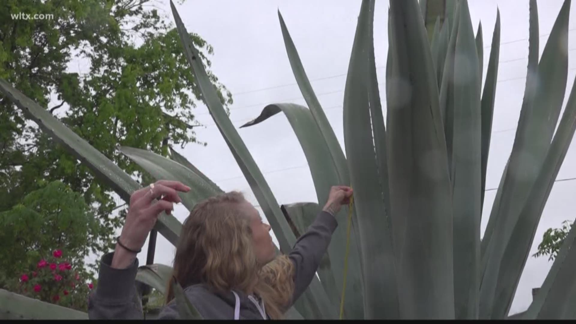 A rare plant is about to bloom.   It's called the Century plant...and it only blooms every 15 years.  And it's become an attraction here in the Midlands. 