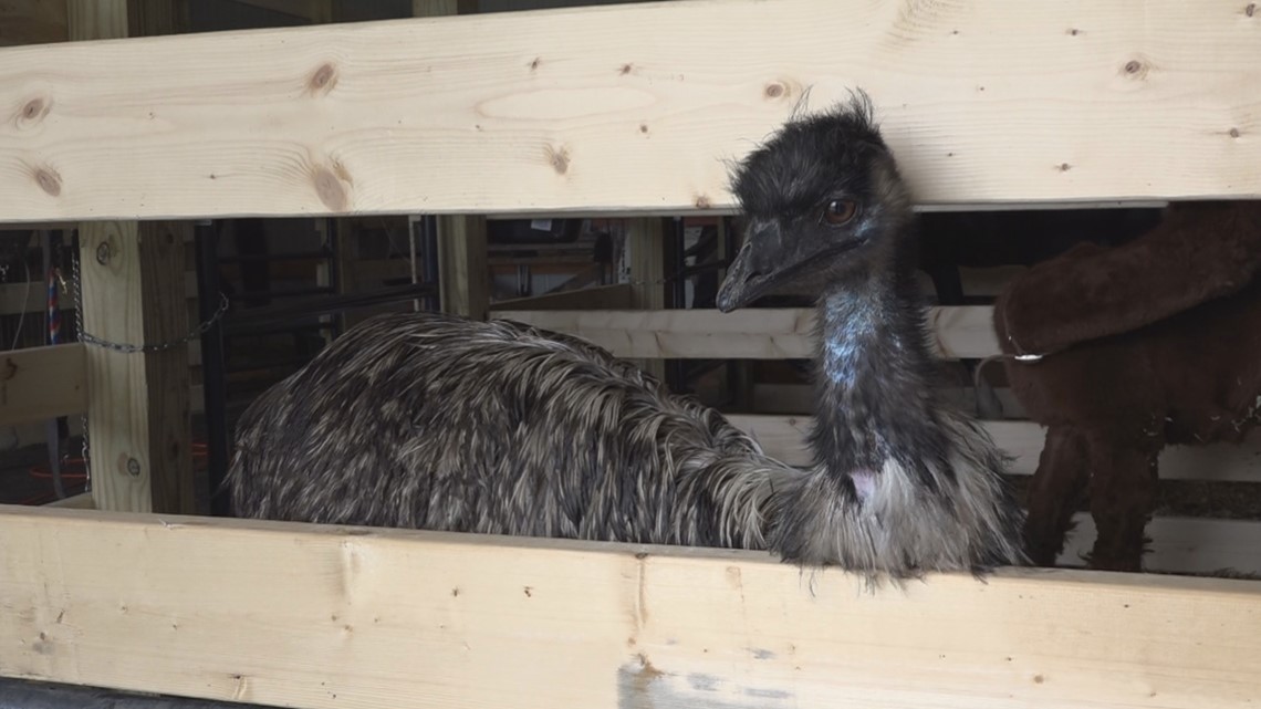 Pet emu on the run in Lexington County