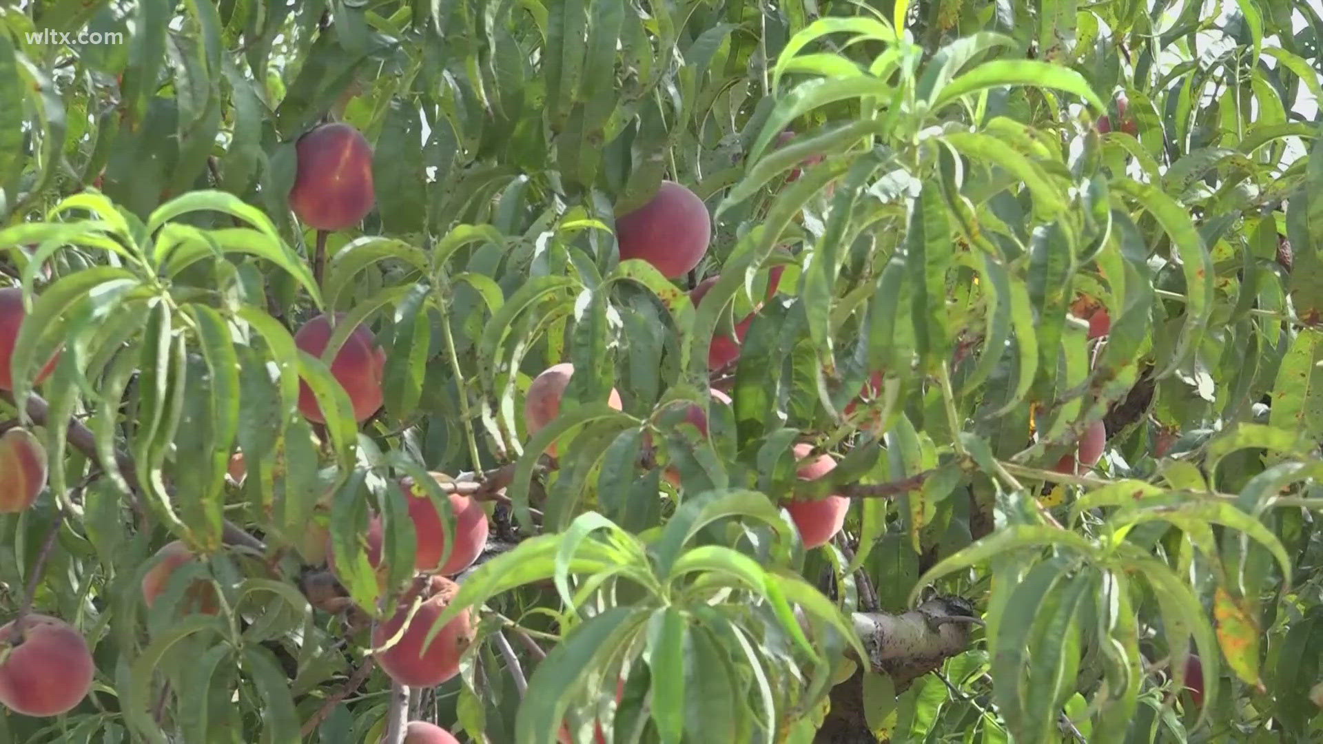 Meagan Daukshus is in Gilbert with a behind-the-scenes preview of Lexington County's annual Peach Festival