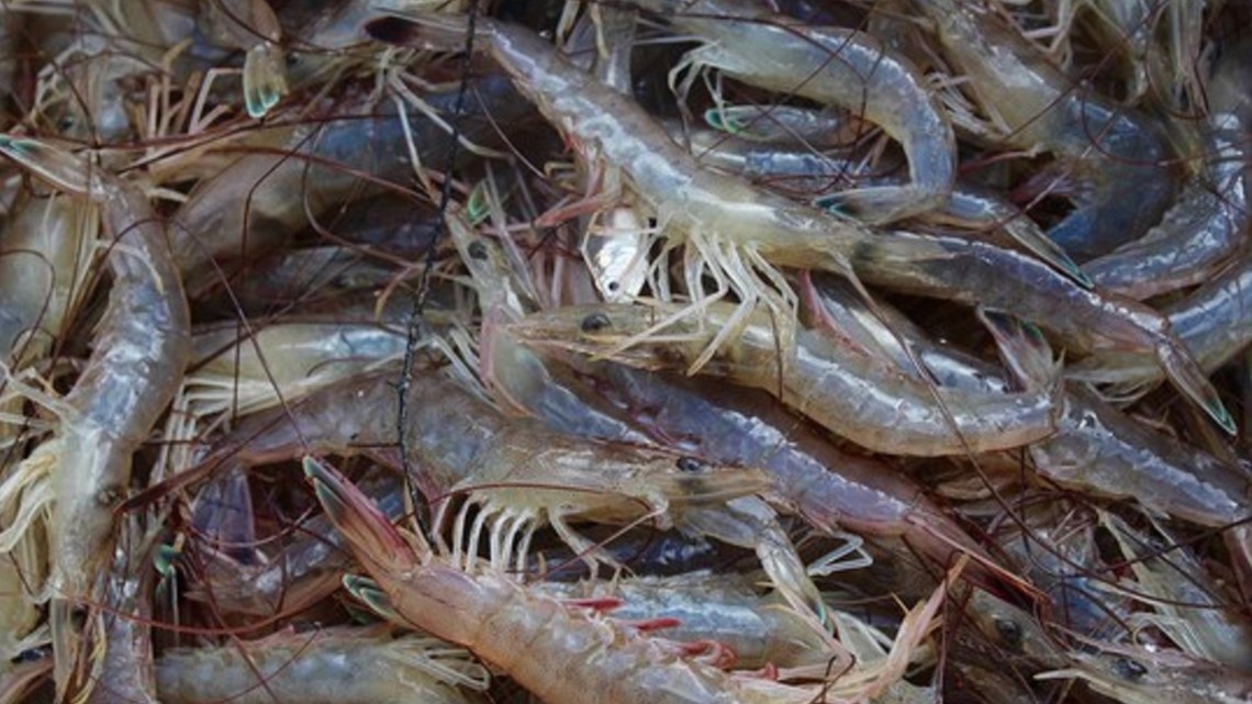 Shrimp season opens in South Carolina