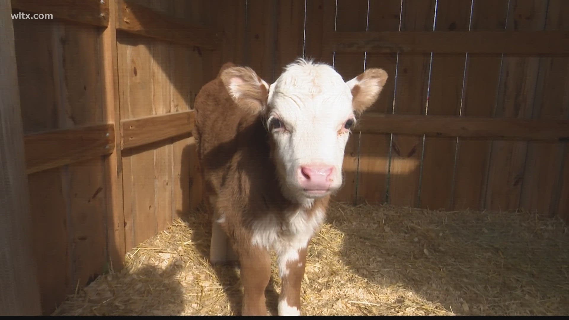 The biggest new thing on the Keenan High School campus is a mini bovine named Teddi