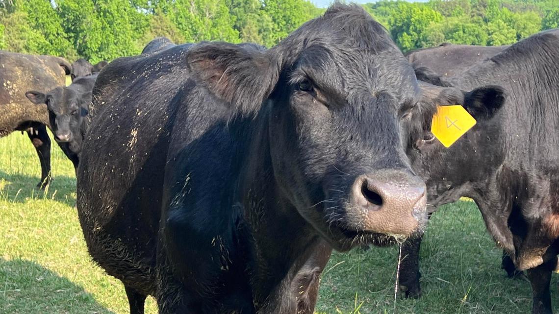 Beef prices rising, but famers not benefitting - Vimarsana News