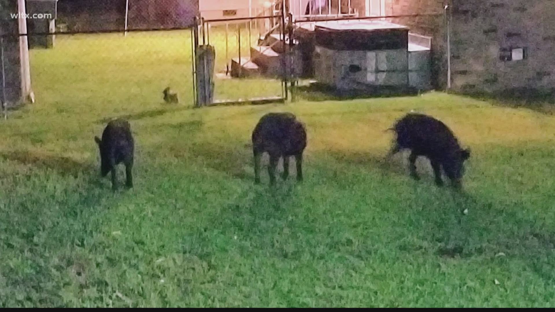 One woman in Columbia said she looked out her window and saw multiple feral hogs in her yard.