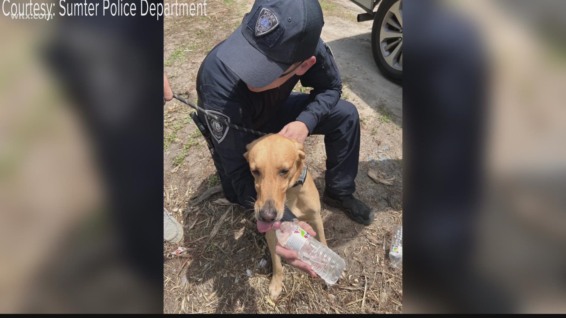 Jake, a 3-year-old yellow lab, got away from his tracking team after a successful search for an elderly person earlier Sunday.