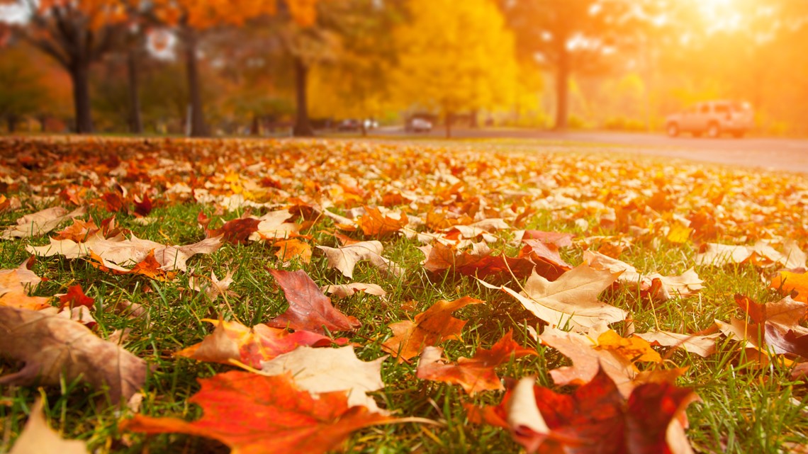 City of Columbia adds leaf drop off locations - Vimarsana News
