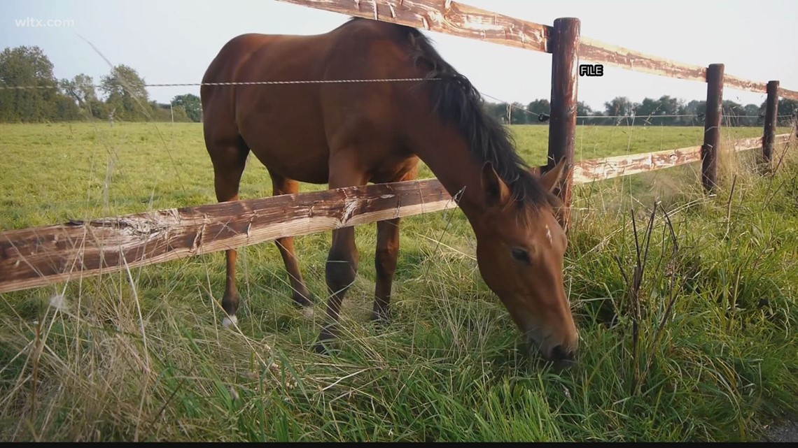 Officials monitoring multi-state equine herpesvirus outbreak, no cases in South Carolina