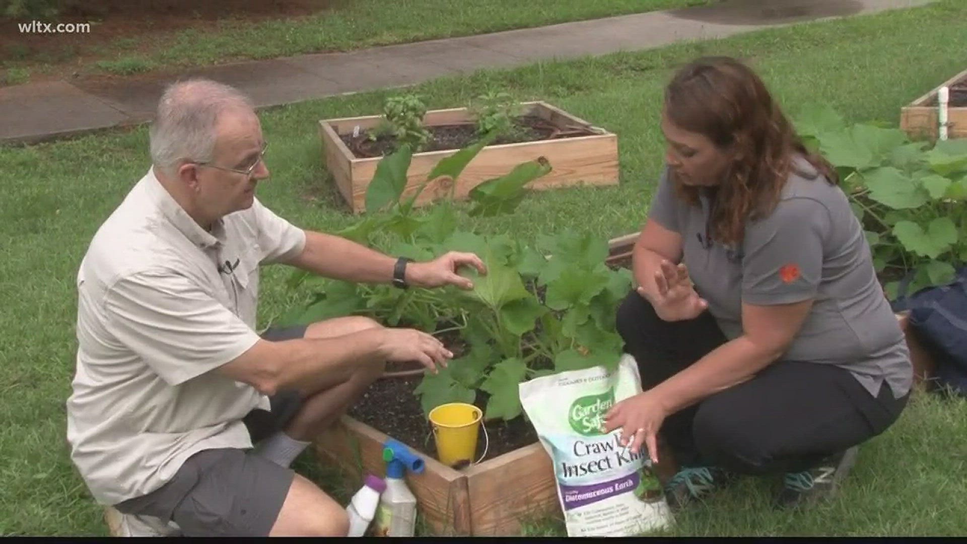 In this segment, Jim Gandy finds ways to prevent this common pest that goes after your garden squash.